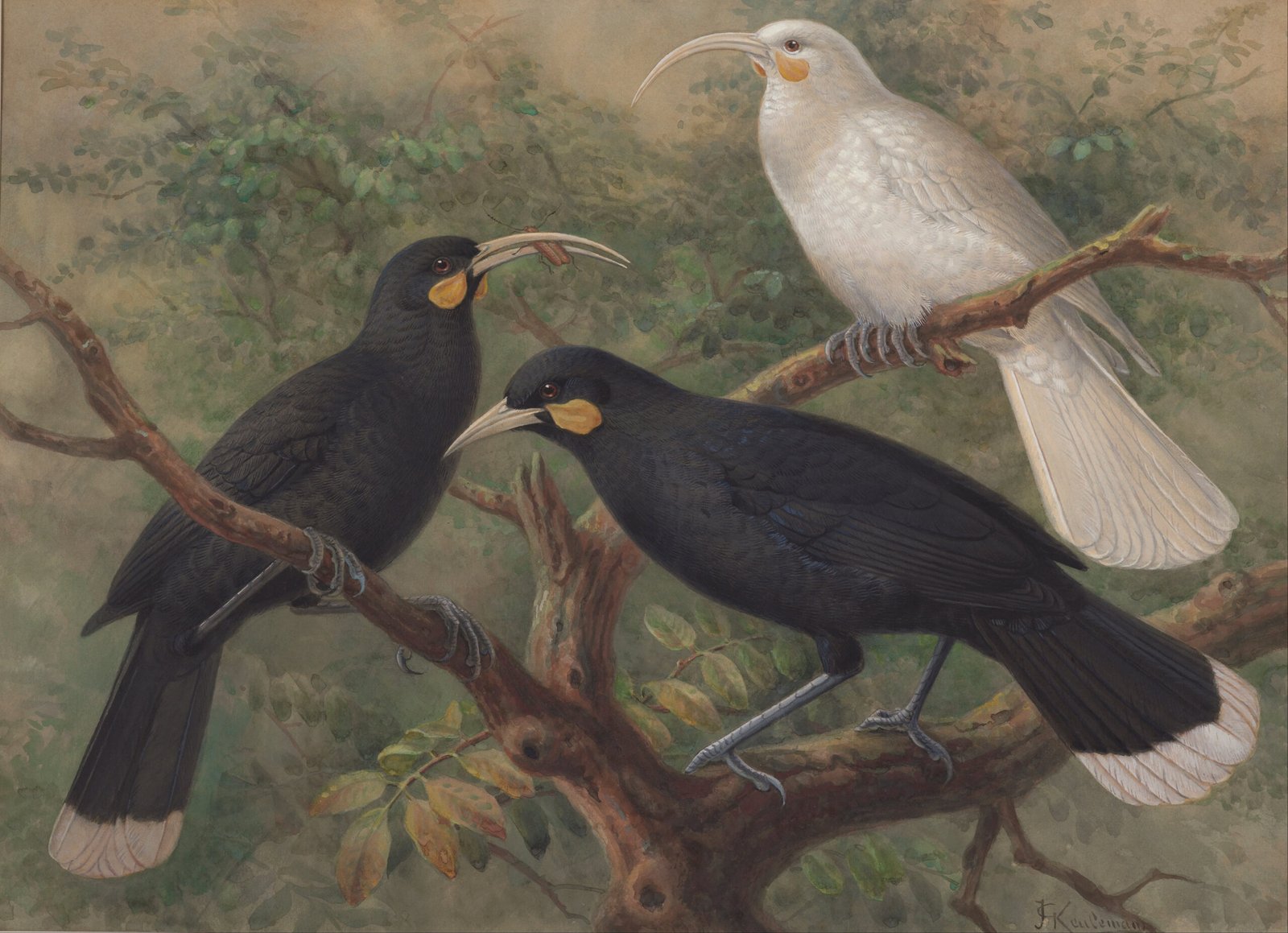Planche de Keulemans montrant un Huia mâle au bec court, une femelle au bec long courbé, et un rare individu blanc