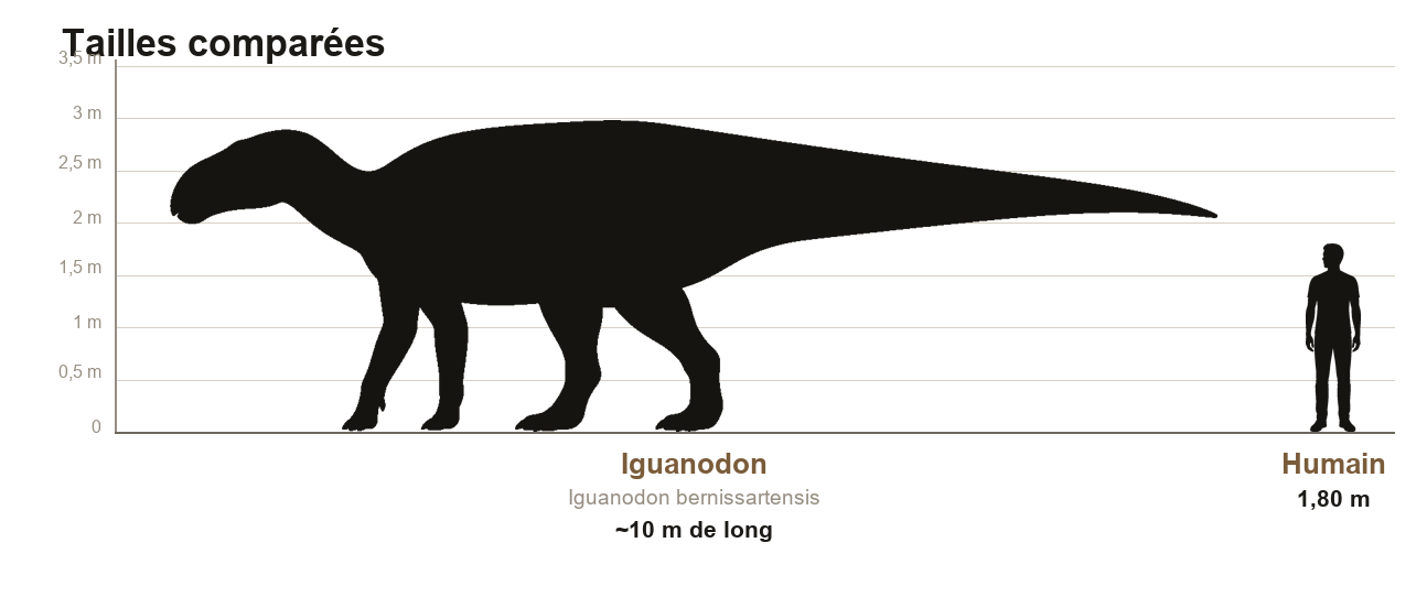 Comparaison de taille entre l'Iguanodon, dinosaure d'environ dix mètres de long, et un humain de 1,80 m, sur une échelle graduée