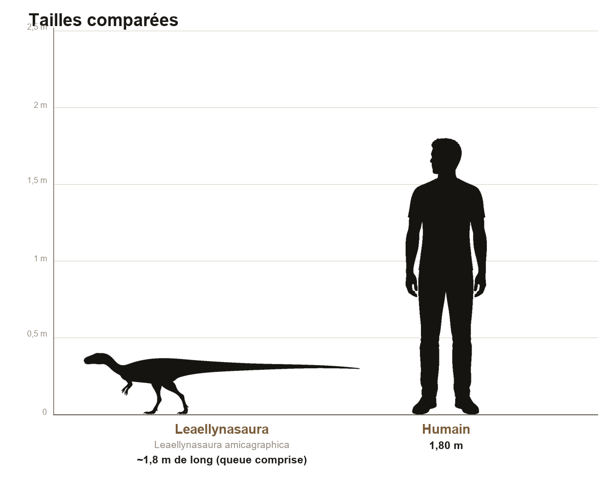 Comparaison de taille entre Leaellynasaura, petit dinosaure d'environ un mètre de long à très longue queue, et un humain de 1,80 m, sur une échelle graduée