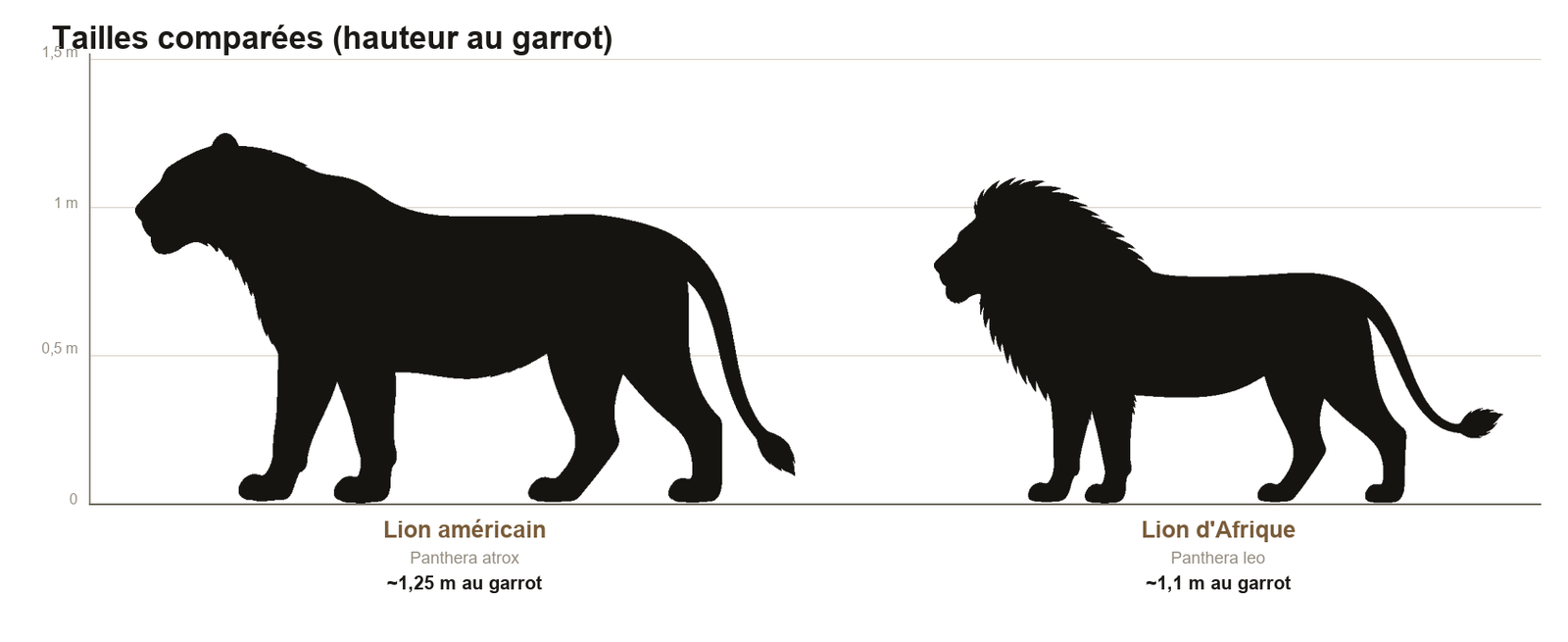 Comparaison de tailles entre le lion américain, plus grand et plus massif, et le lion d'Afrique actuel, à la même échelle