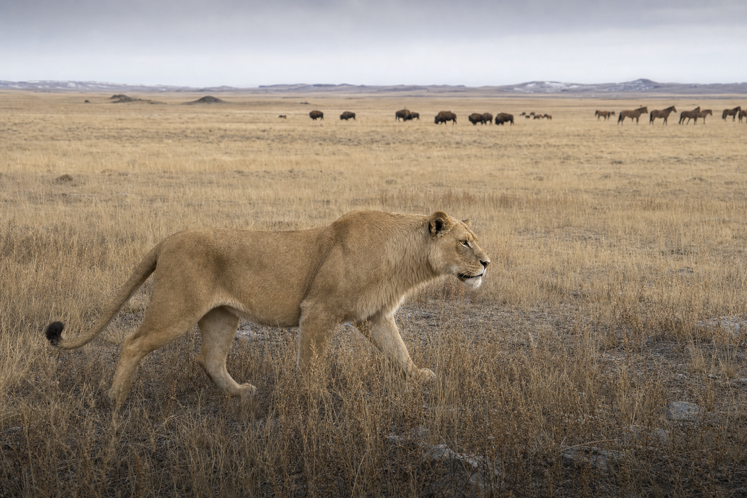 Un lion américain à l'affût dans une plaine herbeuse du Pléistocène nord-américain, guettant un troupeau au loin sous un ciel pâle