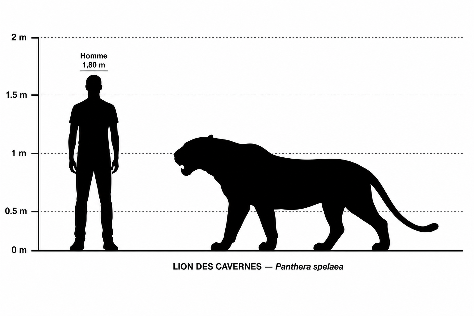 Comparaison de taille entre le lion des cavernes (Panthera spelaea) et un humain de 1,80 m, silhouettes noires à l'échelle