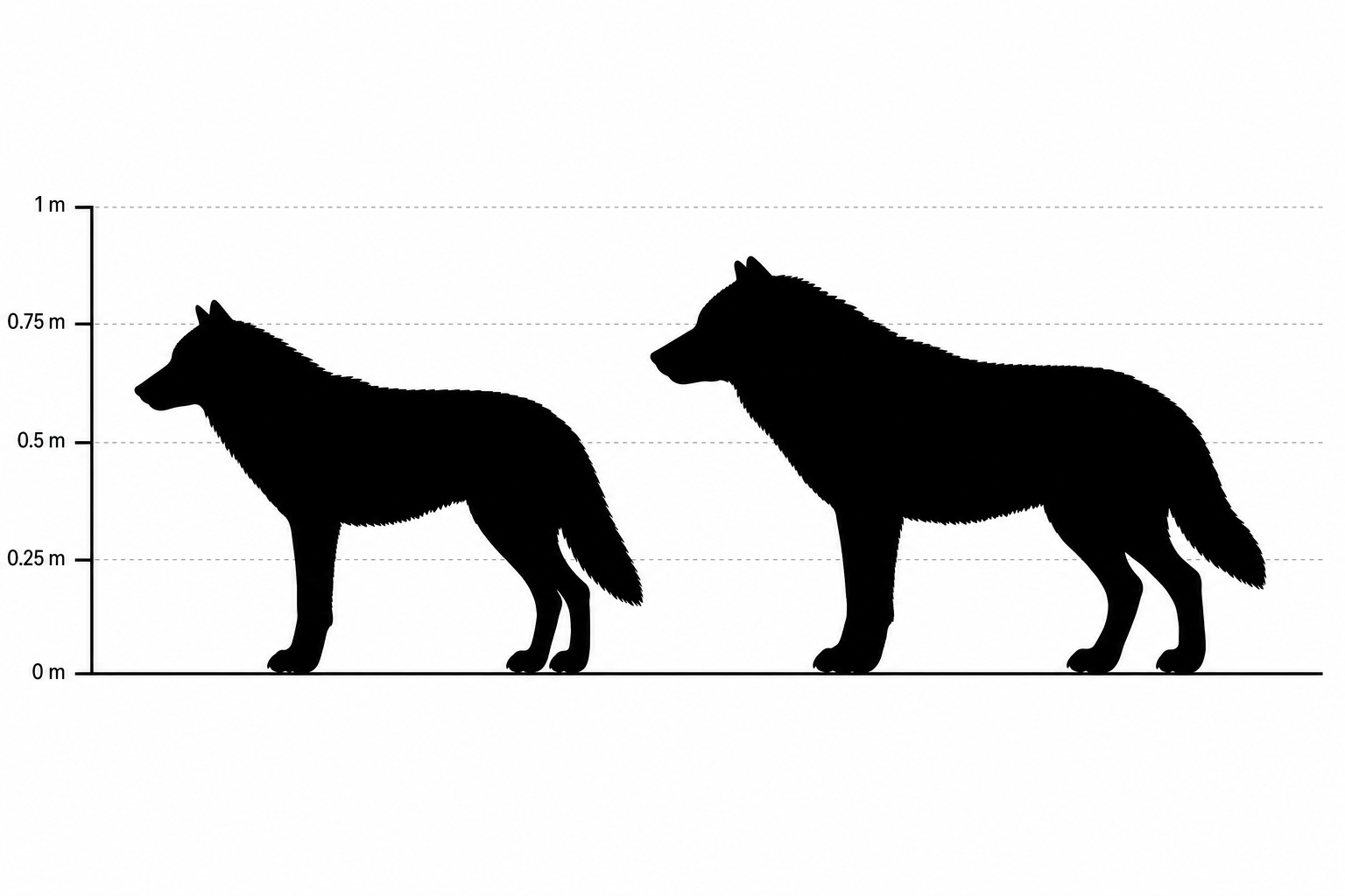 Comparaison de silhouettes entre un loup géant Aenocyon dirus et un loup gris actuel à la même échelle, montrant que le loup géant est seulement un peu plus grand et plus massif