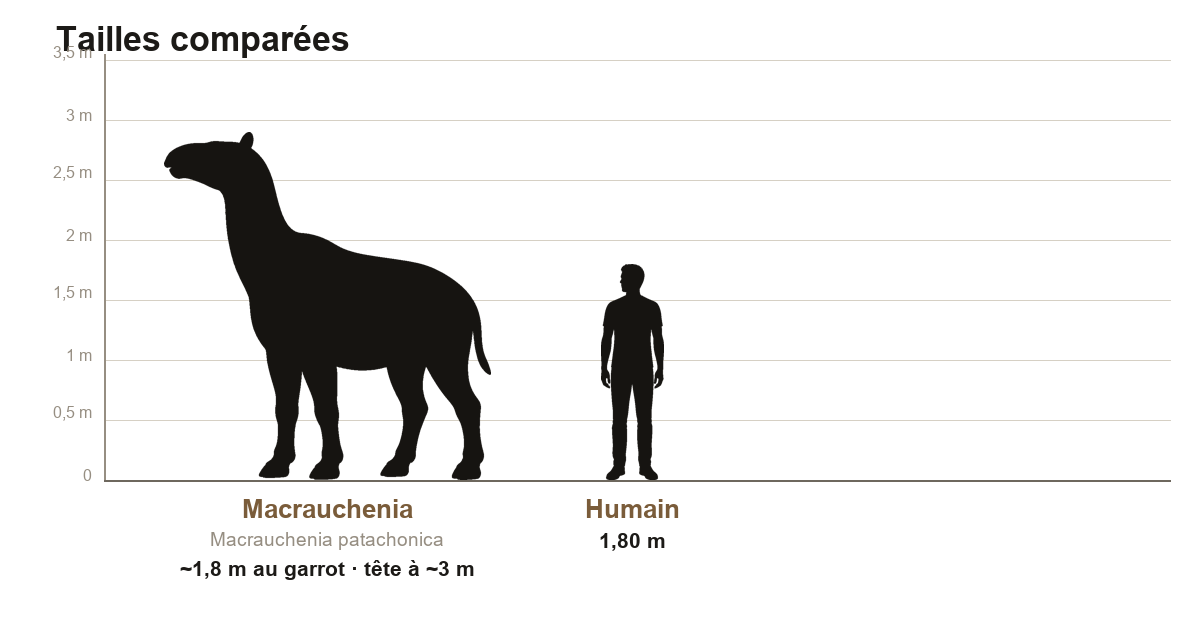 Comparaison de taille entre la Macrauchenia, ongulé d'environ 1,8 m au garrot et au long cou, et un humain de 1,80 m, sur une échelle graduée