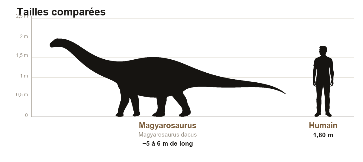 Comparaison de taille entre le Magyarosaurus, sauropode nain d'environ cinq à six mètres de long, et un humain de 1,80 m, sur une échelle graduée