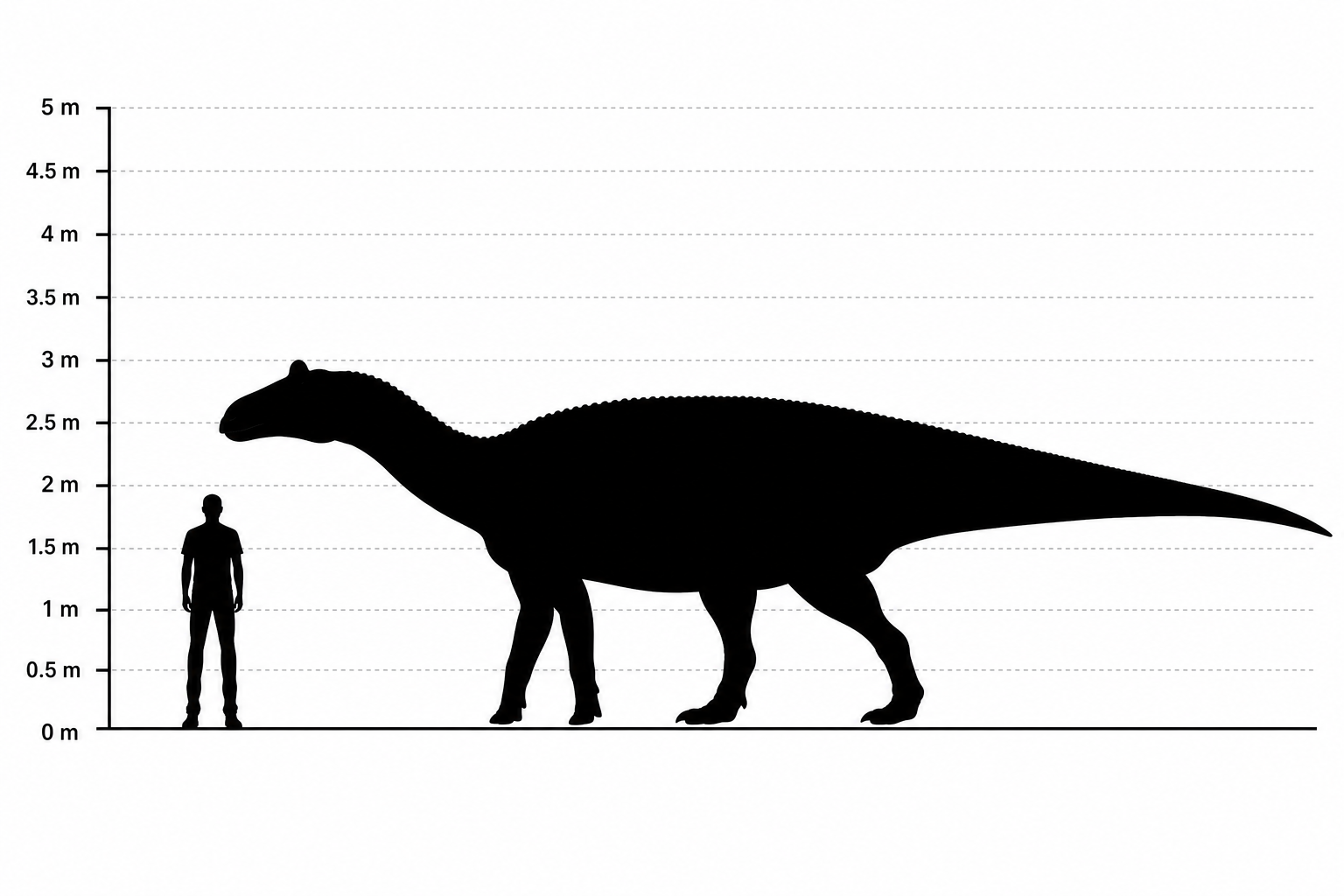 Comparaison de tailles entre un Maiasaura d'environ 9 mètres de long et un être humain de 1,80 mètre, à la même échelle