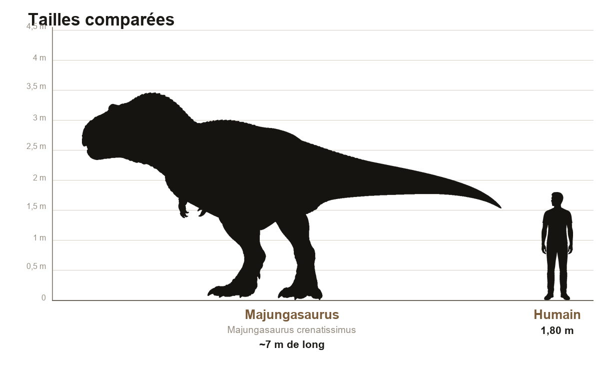 Comparaison de taille entre Majungasaurus, théropode d'environ 7 mètres de long, et un humain de 1,80 m, sur une échelle graduée