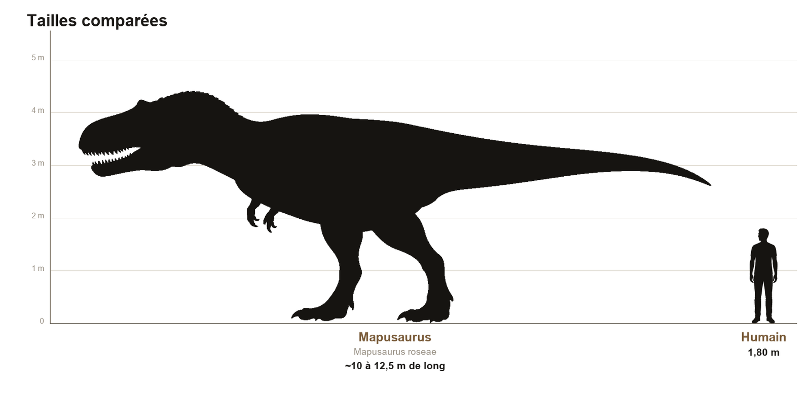 Comparaison de taille entre le Mapusaurus, théropode d'environ 12 mètres de long, et un humain de 1,80 m, sur une échelle graduée