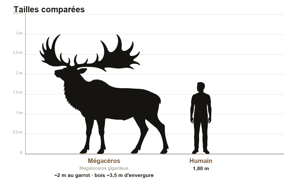 Comparaison de taille entre le Mégacéros, cerf géant d'environ deux mètres au garrot et trois mètres et demi d'envergure de bois, et un humain de 1,80 m, sur une échelle graduée