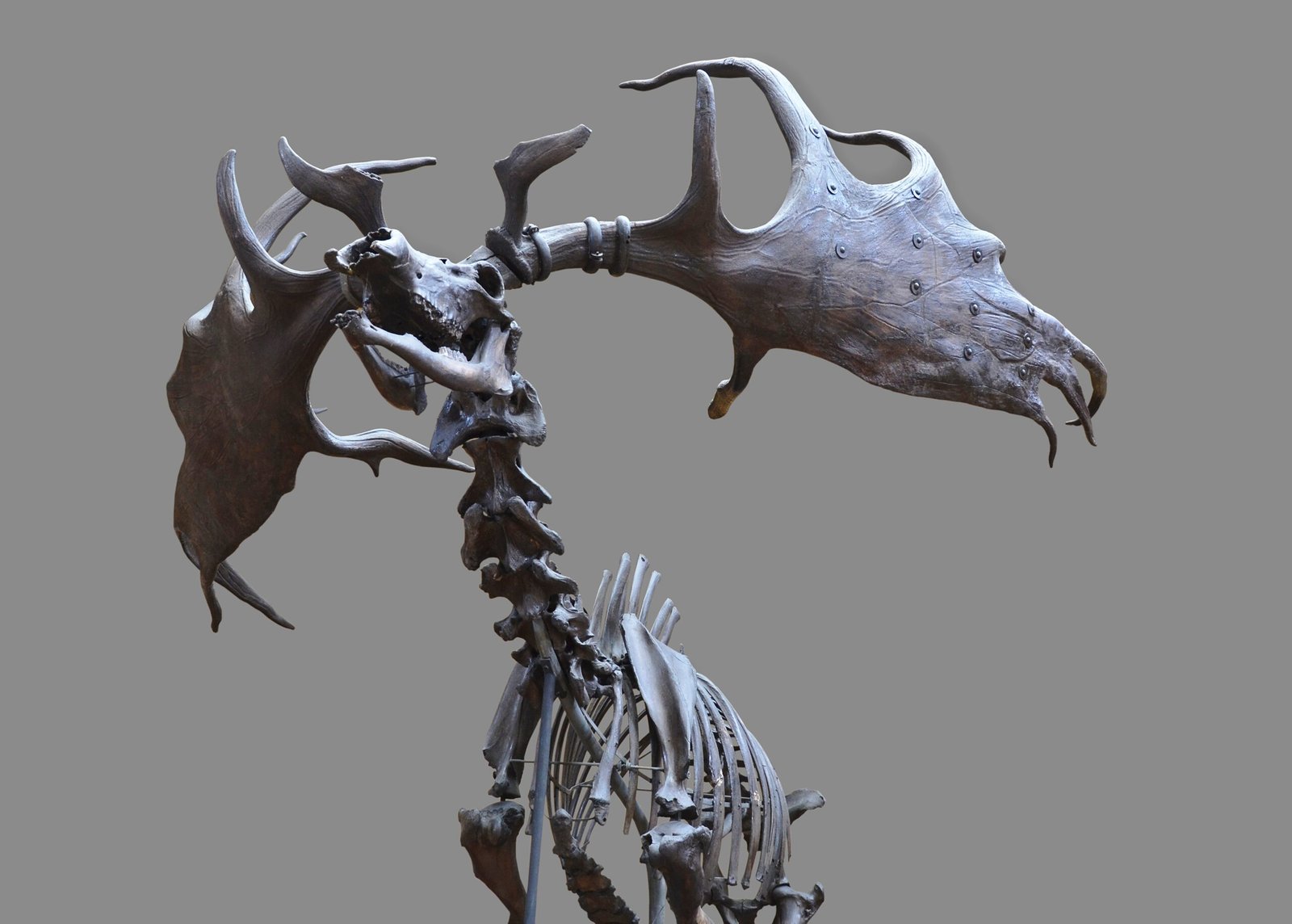 Crâne et immense ramure palmée d'un Mégacéros réel, squelette monté au Muséum national d'Histoire naturelle de Paris