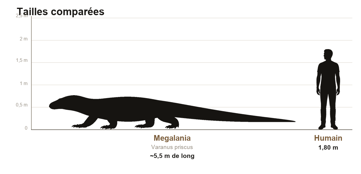 Comparaison de taille entre Megalania, varan géant d'environ 5,5 mètres de long, et un humain de 1,80 m, sur une échelle graduée