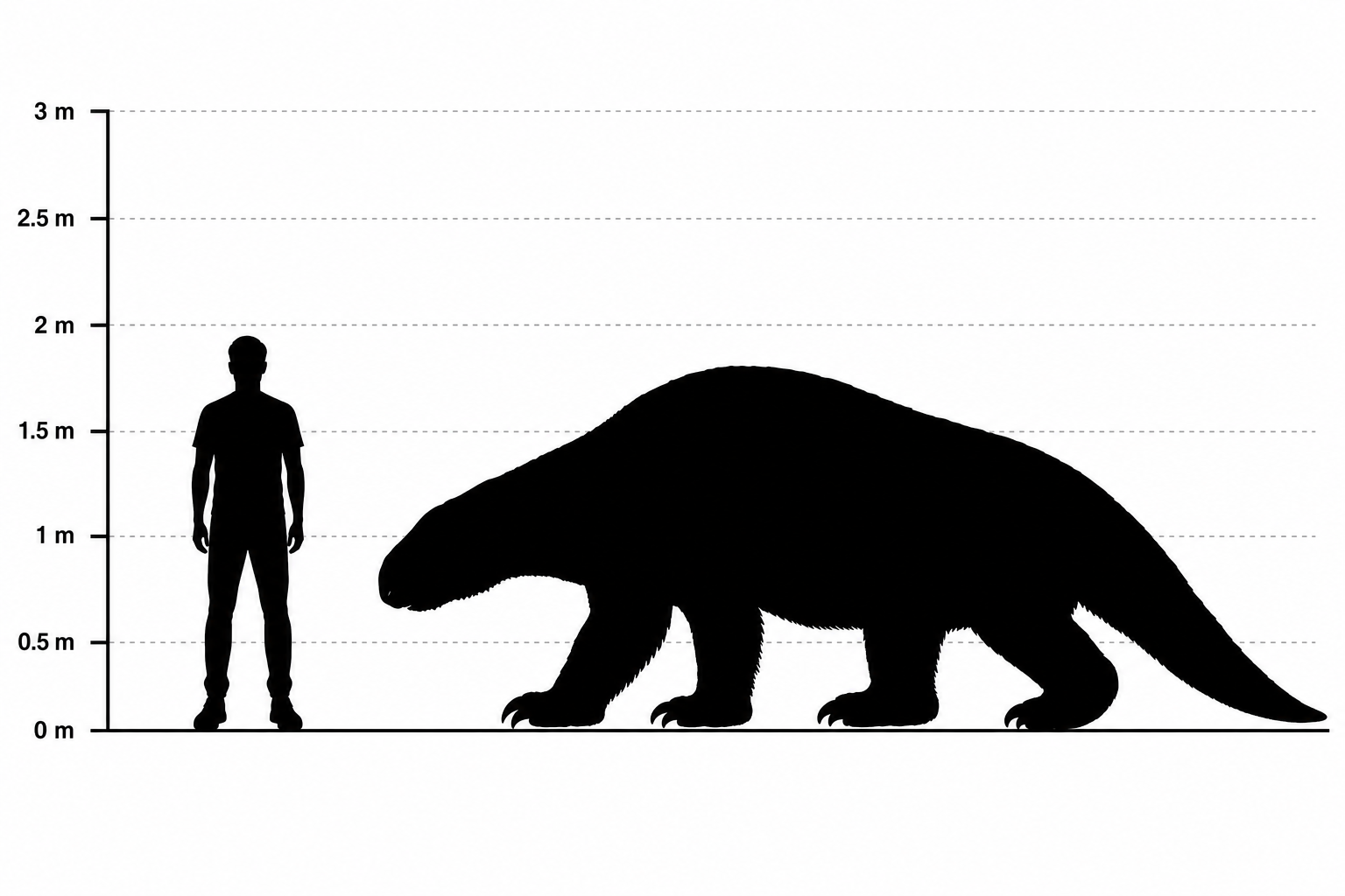 Comparaison de taille entre un Megalonyx jeffersonii adulte et un humain d'1,80 m, en silhouettes sur une échelle métrique