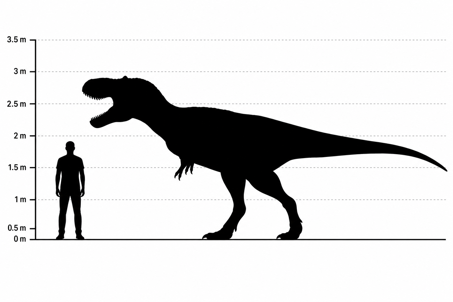 Comparaison de taille entre Megalosaurus (environ 8 mètres de long) et un être humain de 1,80 m