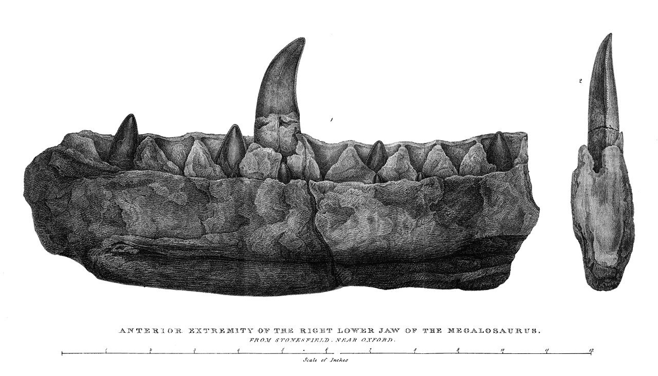Planche de 1824 représentant la mâchoire inférieure du Megalosaurus de Stonesfield, avec ses dents recourbées