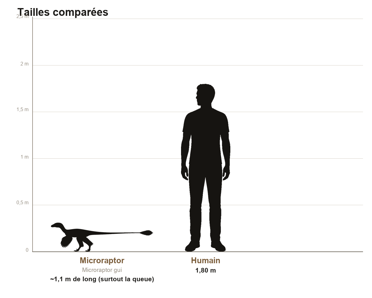 Comparaison de taille entre le Microraptor, petit dinosaure à plumes d'environ un mètre de long majoritairement composé de la queue, et un humain de 1,80 m, sur une échelle graduée