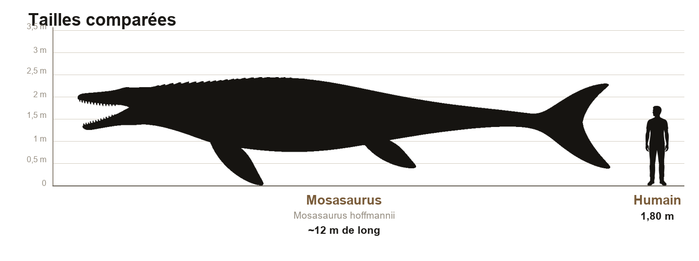 Comparaison de taille entre le Mosasaurus, reptile marin d'environ douze mètres de long, et un humain de 1,80 m, sur une échelle graduée