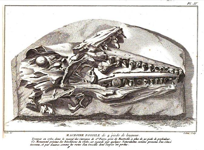 Gravure ancienne de 1799 représentant le crâne fossile du « grand animal de Maëstricht », aux longues mâchoires garnies de dents, encore pris dans la roche calcaire