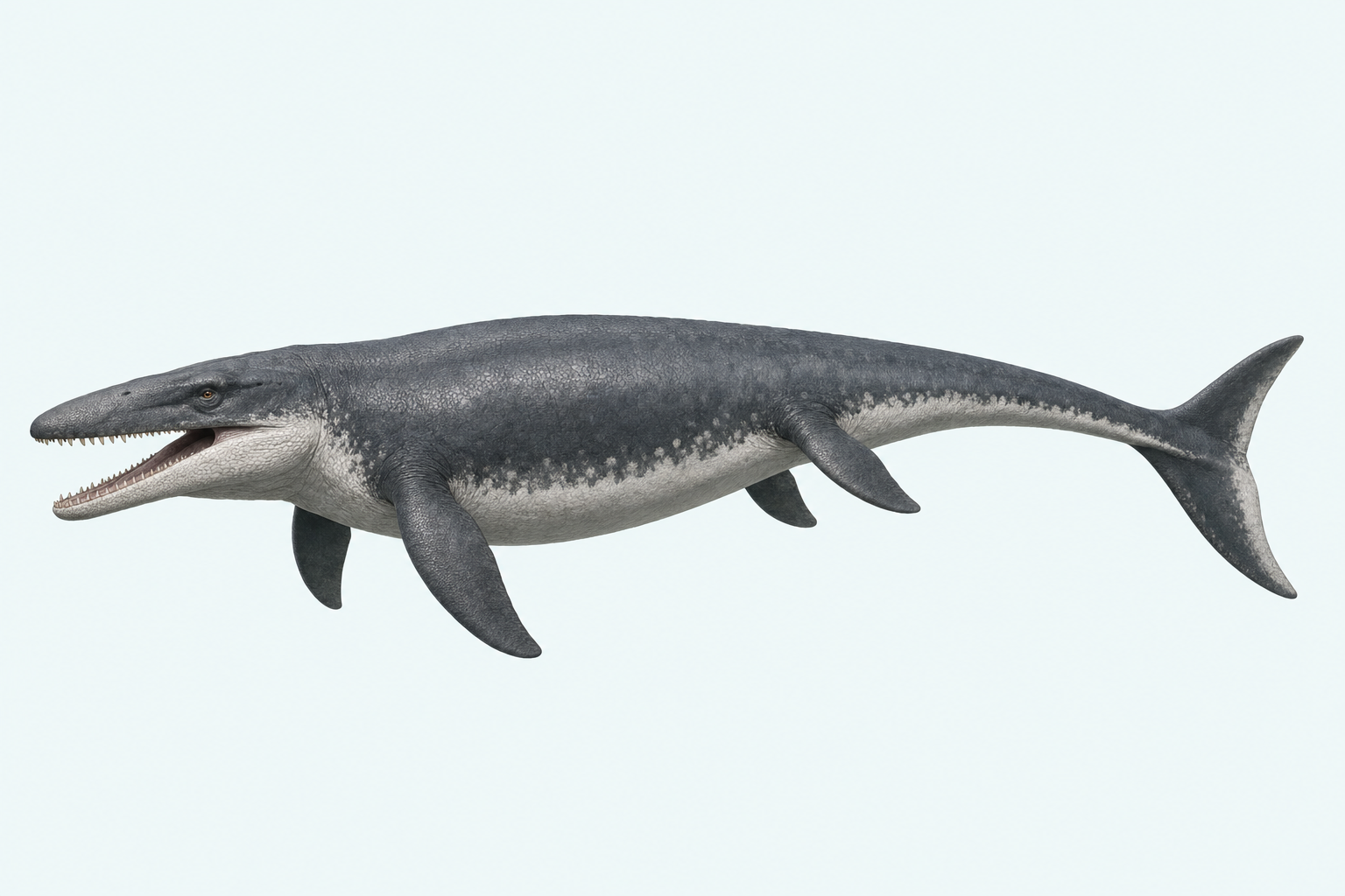 Reconstitution de profil du Mosasaurus, immense reptile marin au corps fuselé, à la longue mâchoire garnie de dents coniques, aux quatre palettes natatoires et à la queue terminée par une nageoire bilobée