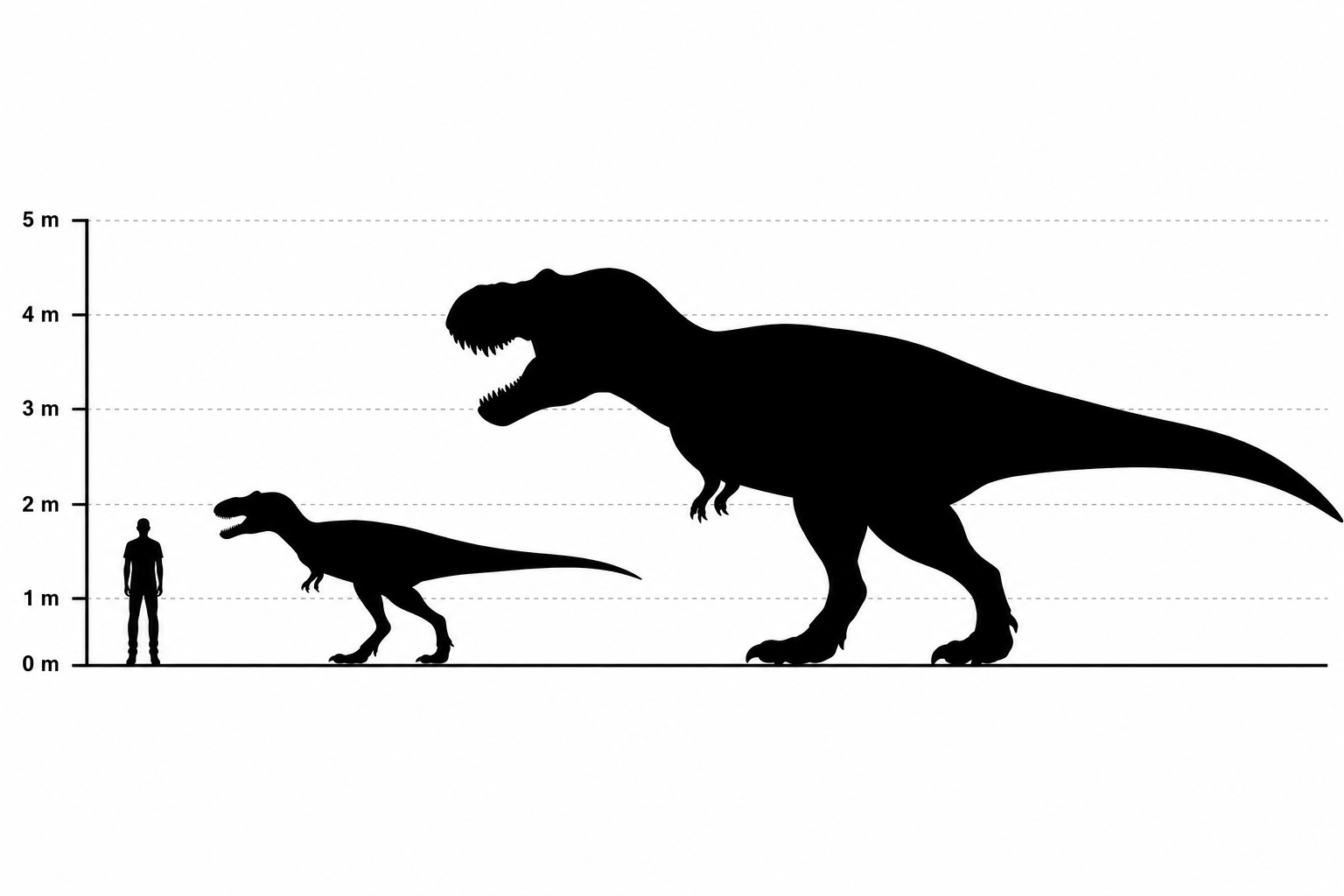 Comparaison de taille entre Nanotyrannus, Tyrannosaurus rex et un humain de 1,80 m, silhouettes à l'échelle