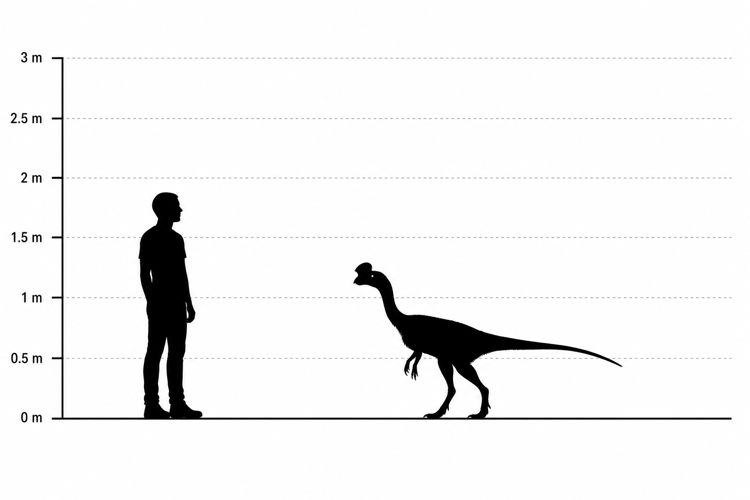 Comparaison de tailles entre l'Oviraptor et un humain de 1,80 m, l'Oviraptor atteignant environ 2 mètres de long pour 1 mètre de haut