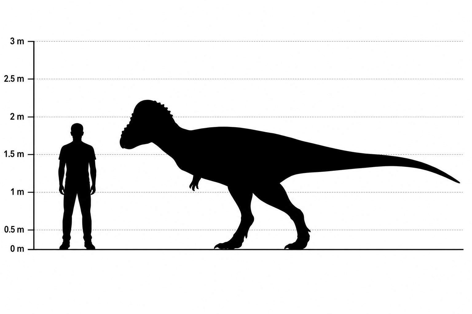 Comparaison de taille entre un Pachycephalosaurus et un humain adulte de 1,80 m, silhouettes noires à l'échelle, le dinosaure bipède dépassant la hauteur de l'homme