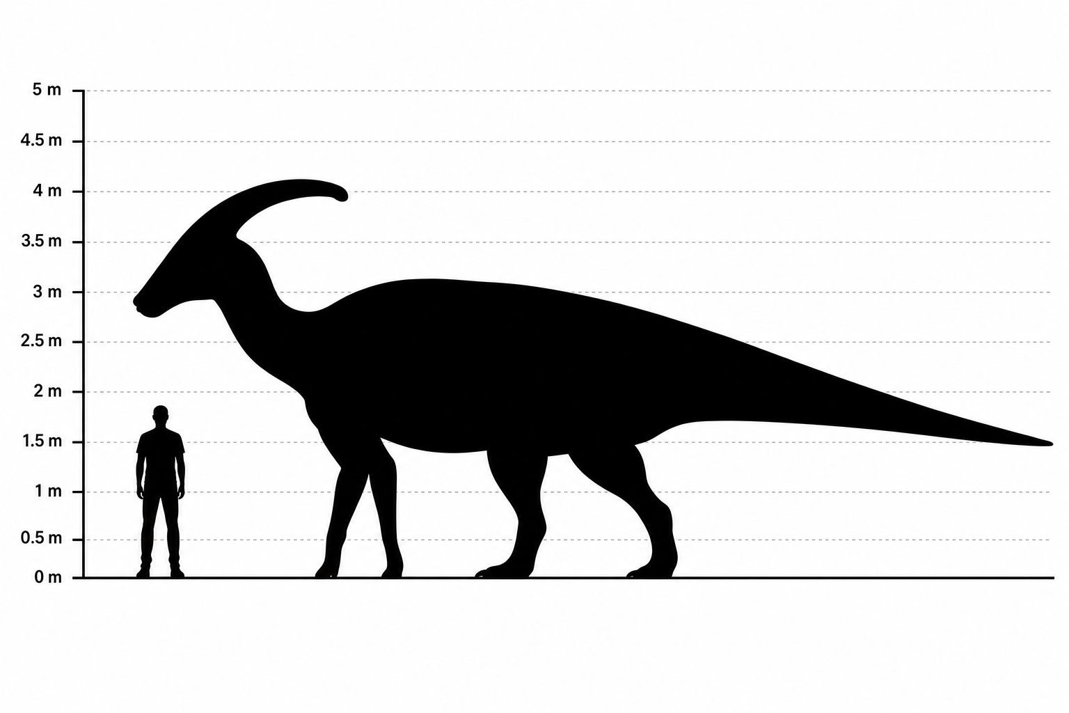 Comparaison de tailles entre un Parasaurolophus d'environ 10 mètres de long et un être humain de 1,80 mètre, à la même échelle