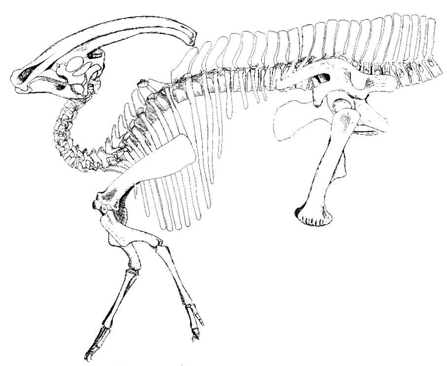 Planche scientifique de 1922 par William Parks montrant le squelette de Parasaurolophus walkeri, avec sa longue crête tubulaire recourbée vers l'arrière