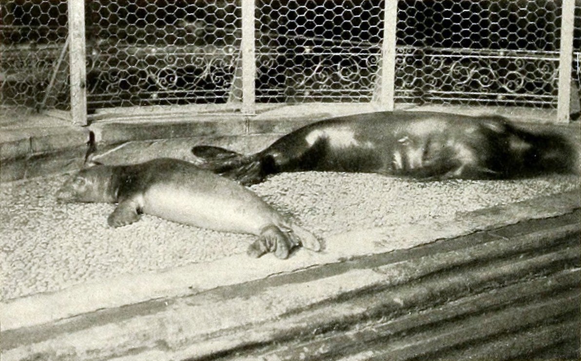 Photographie en noir et blanc de 1910 montrant deux jeunes phoques moines des Caraïbes captifs, allongés sur le sol de leur enclos au New York Aquarium