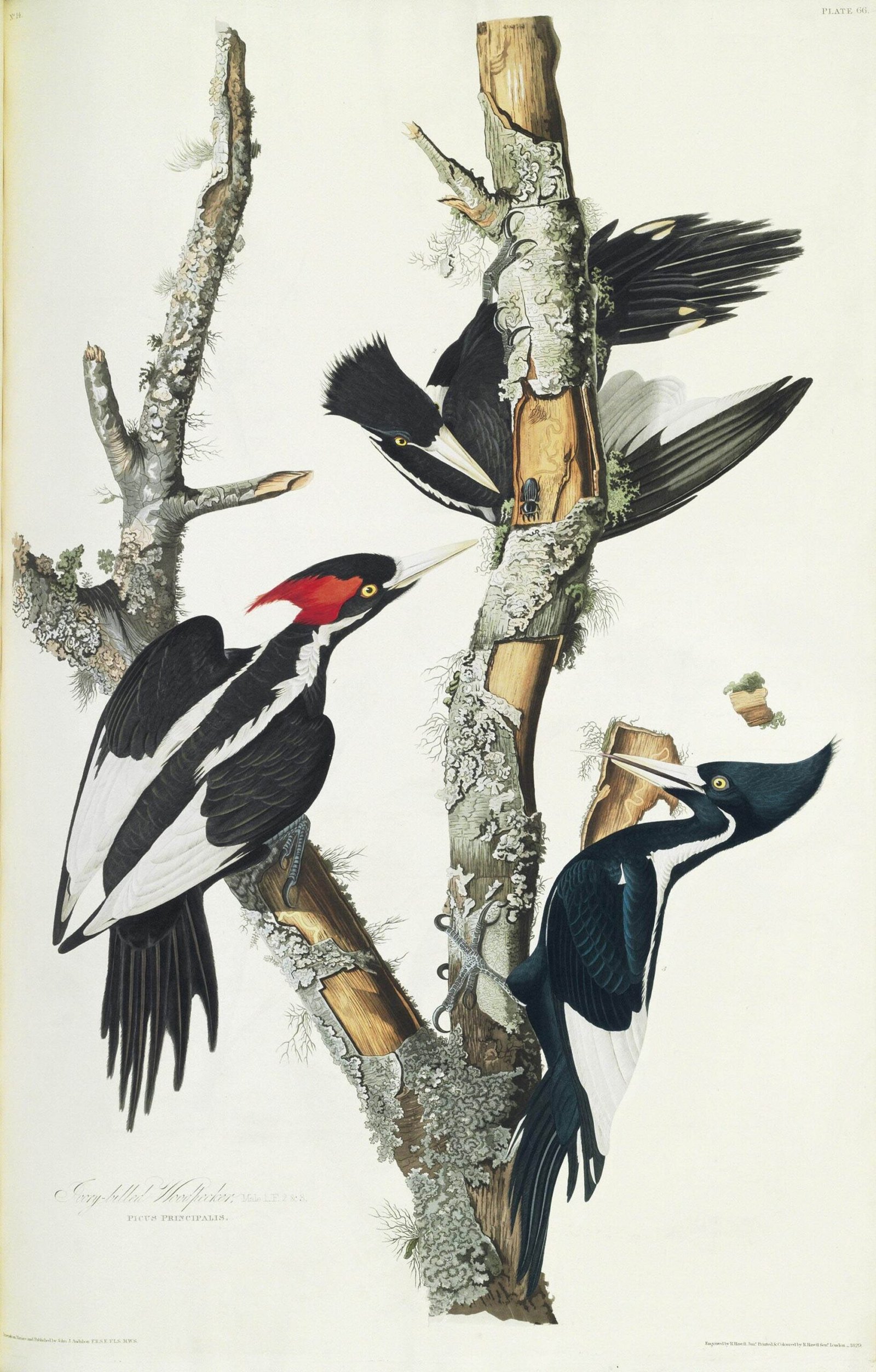 Planche ancienne de John James Audubon représentant trois pics à bec d'ivoire sur un tronc, gravure coloriée du XIXe siècle