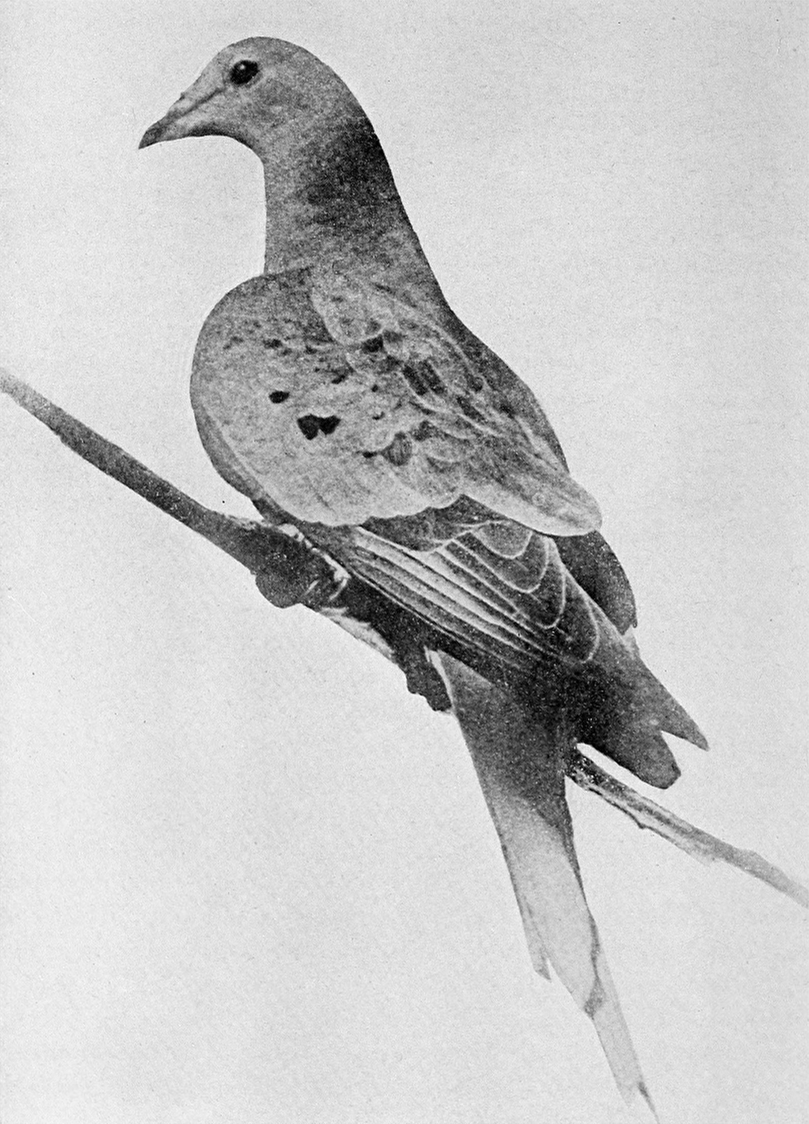 Photographie ancienne de Martha, le dernier pigeon migrateur, perchée dans sa volière du zoo de Cincinnati avant sa mort en 1914