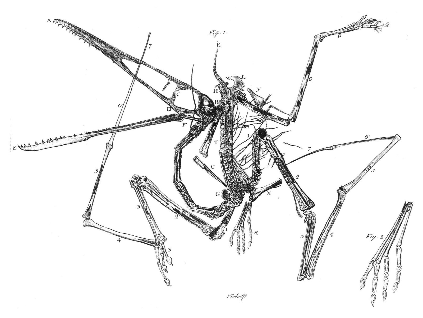 Gravure de 1784 par Cosimo Collini montrant le squelette fossile du premier Pterodactylus, découvert dans les calcaires de Solnhofen, avec son long bec à dents et son immense quatrième doigt