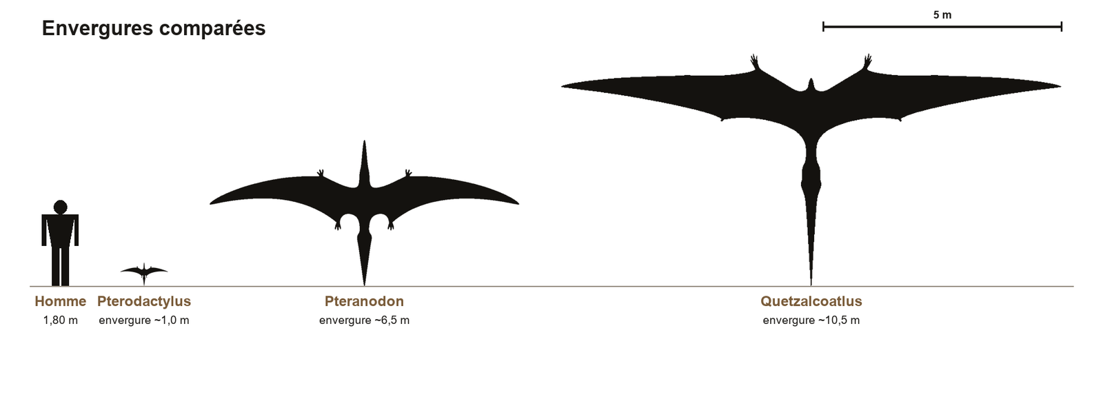 Comparaison de tailles entre le petit Pterodactylus (environ 1 mètre d'envergure), le grand Pteranodon et le géant Quetzalcoatlus, avec un humain de 1,80 m pour l'échelle