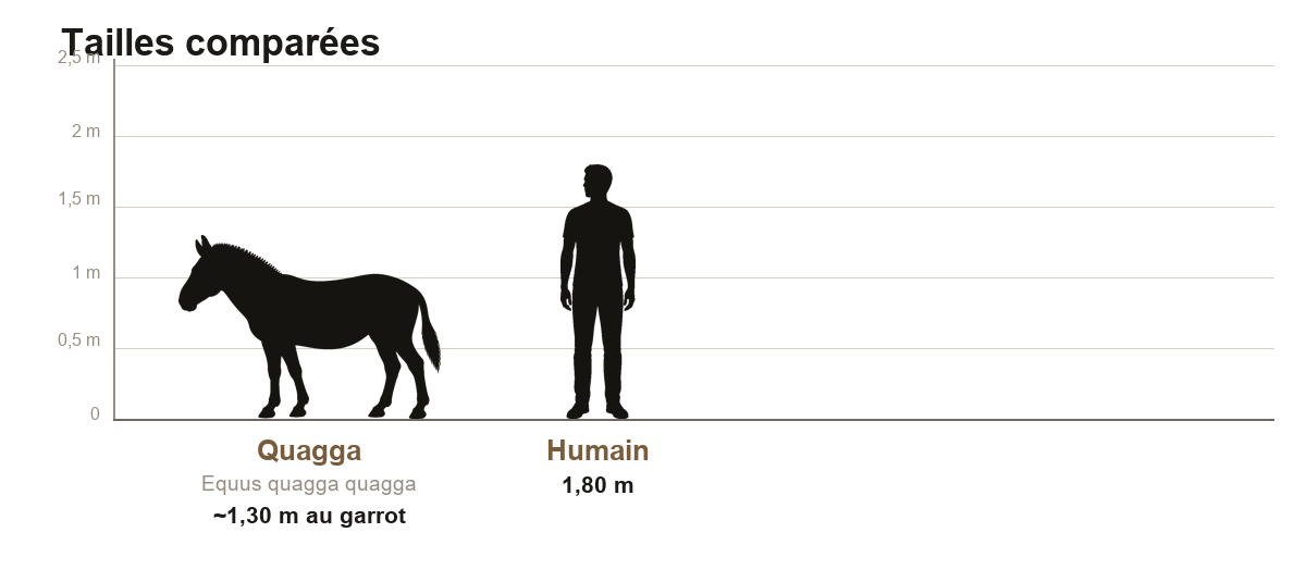 Comparaison de taille entre le quagga, équidé d'environ 1,30 m au garrot, et un humain de 1,80 m, sur une échelle graduée