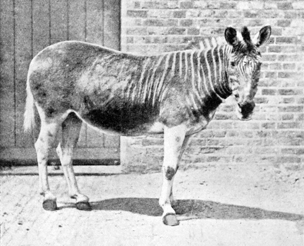 Photographie en noir et blanc d'une jument quagga vivante au zoo de Londres en 1870, montrant les rayures sur l'avant du corps et l'arrière-train uni