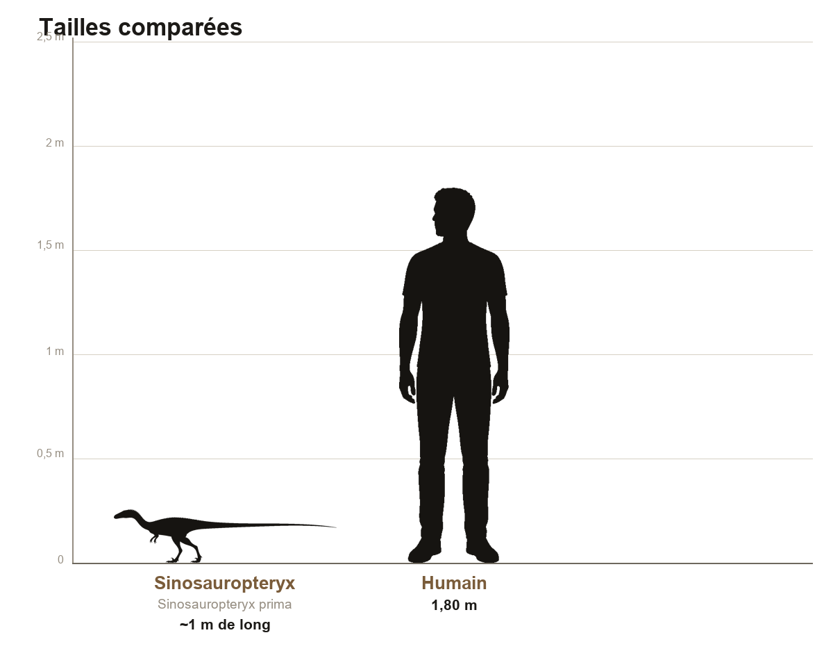 Comparaison de taille entre le Sinosauropteryx, petit théropode d'environ un mètre de long, et un humain de 1,80 m, sur une échelle graduée