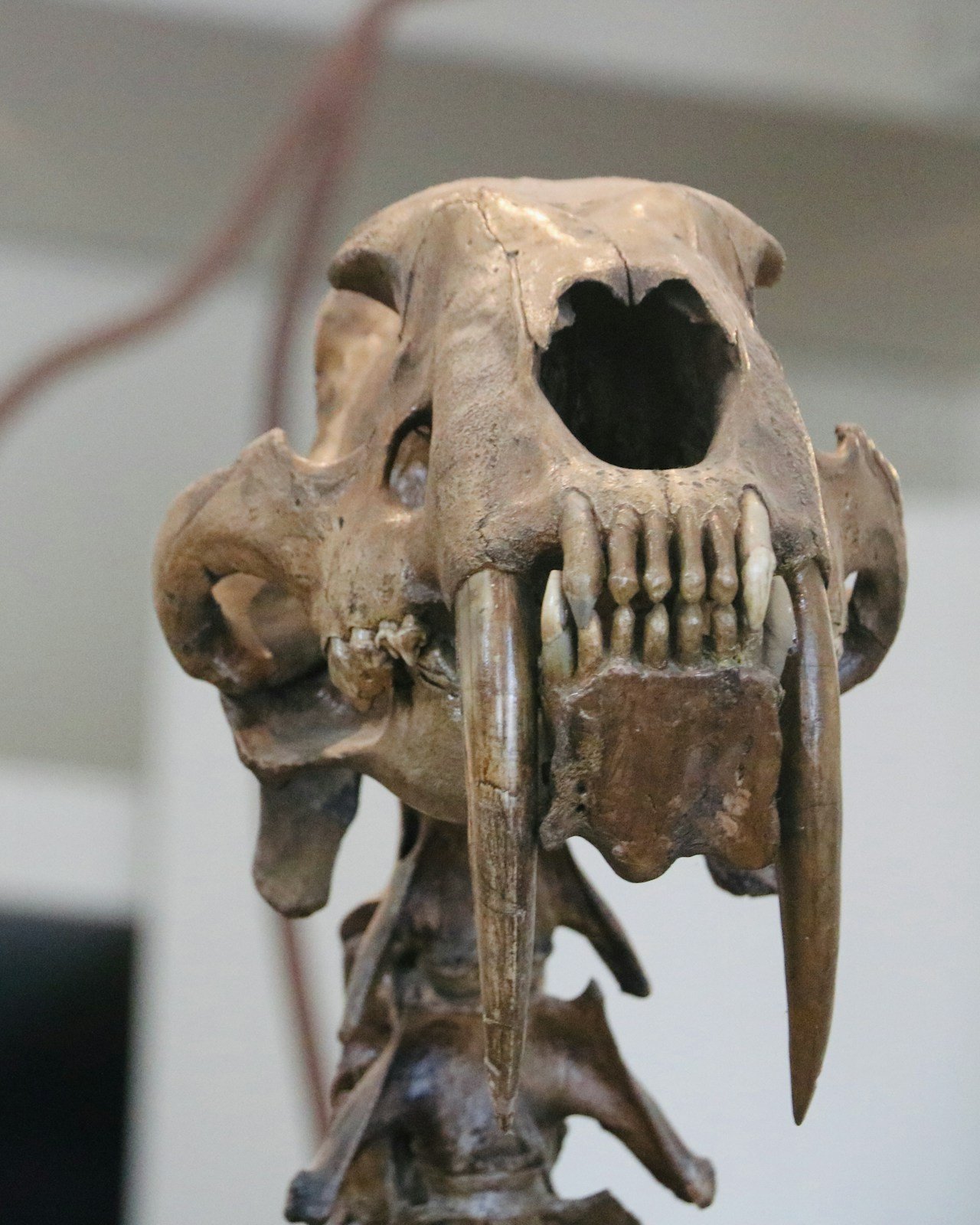 Crâne fossile de Smilodon provenant des fosses de bitume de La Brea, montrant les deux longues canines en sabre dépassant de la mâchoire supérieure