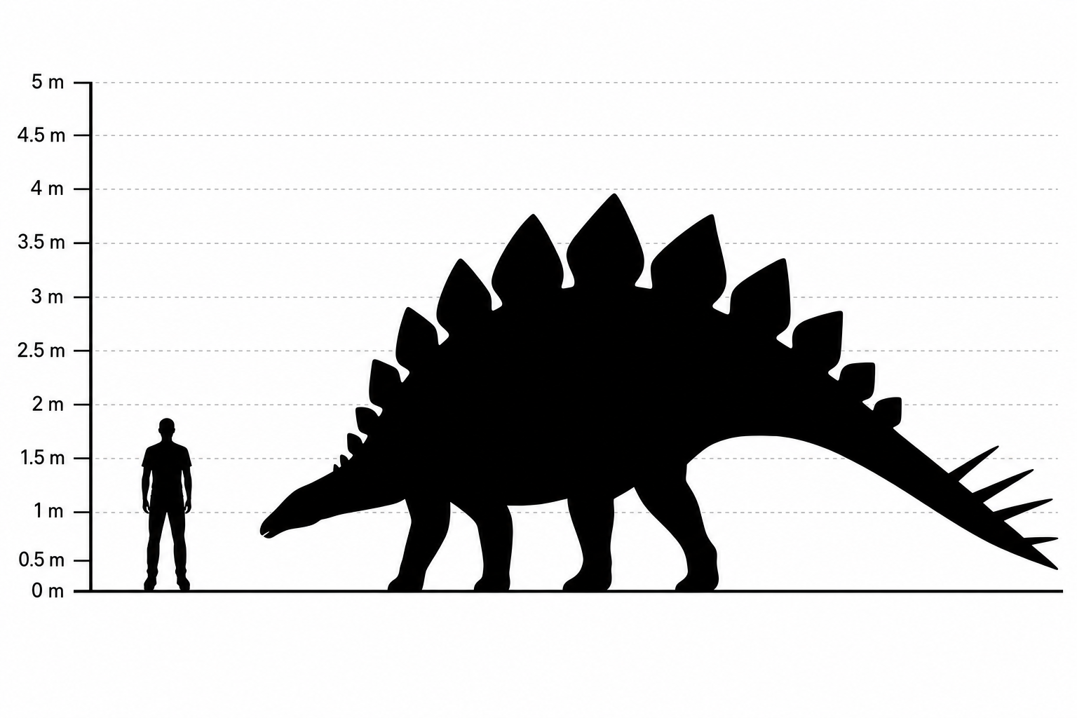 Comparaison de taille entre un Stegosaurus et un humain adulte de 1,80 m, silhouettes noires à l'échelle, le dinosaure dépassant largement la hauteur de l'homme