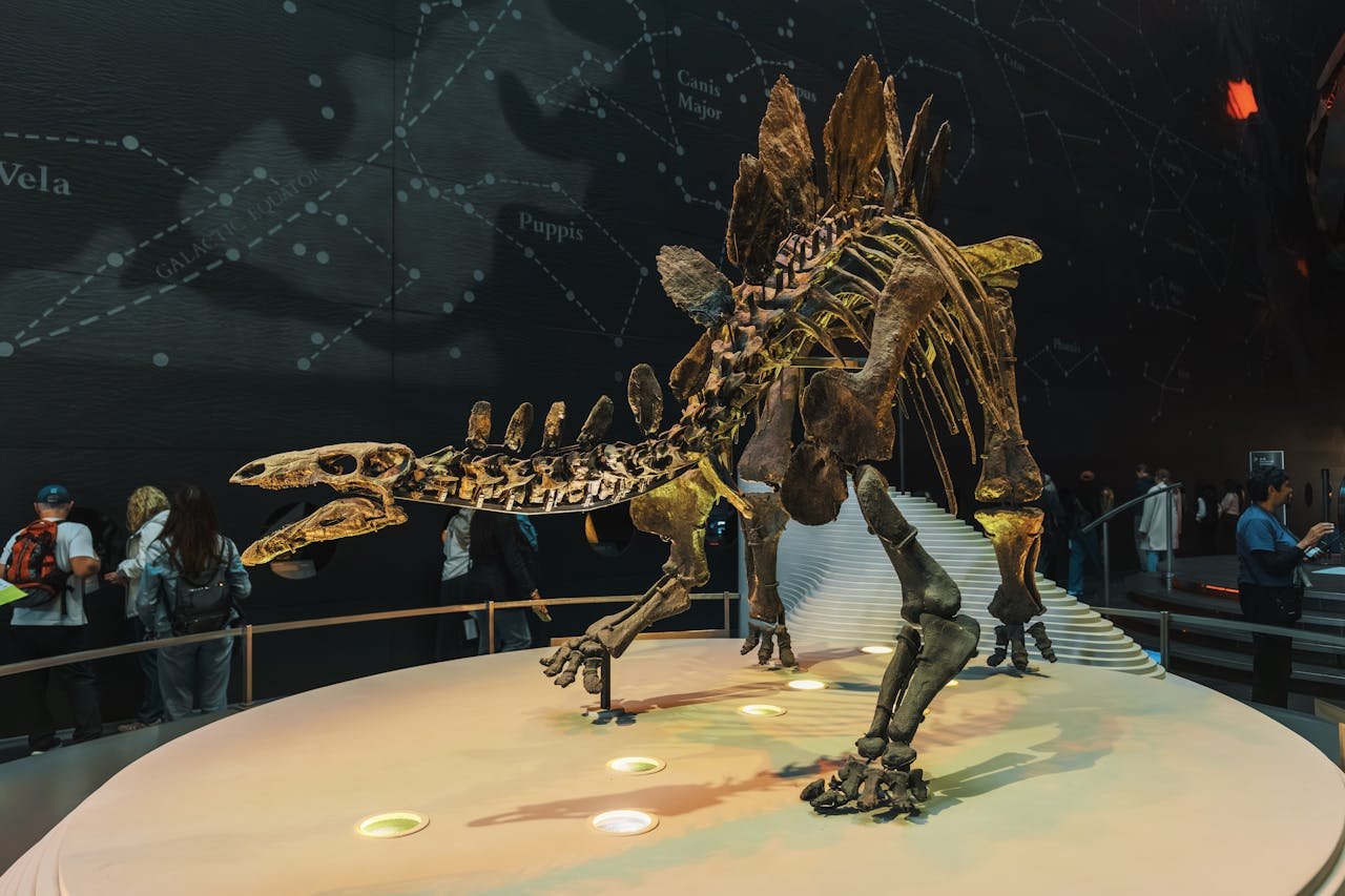 Squelette monté de Stegosaurus dans un musée, vu de trois quarts, montrant la double rangée alternée de plaques dorsales et les pointes de la queue