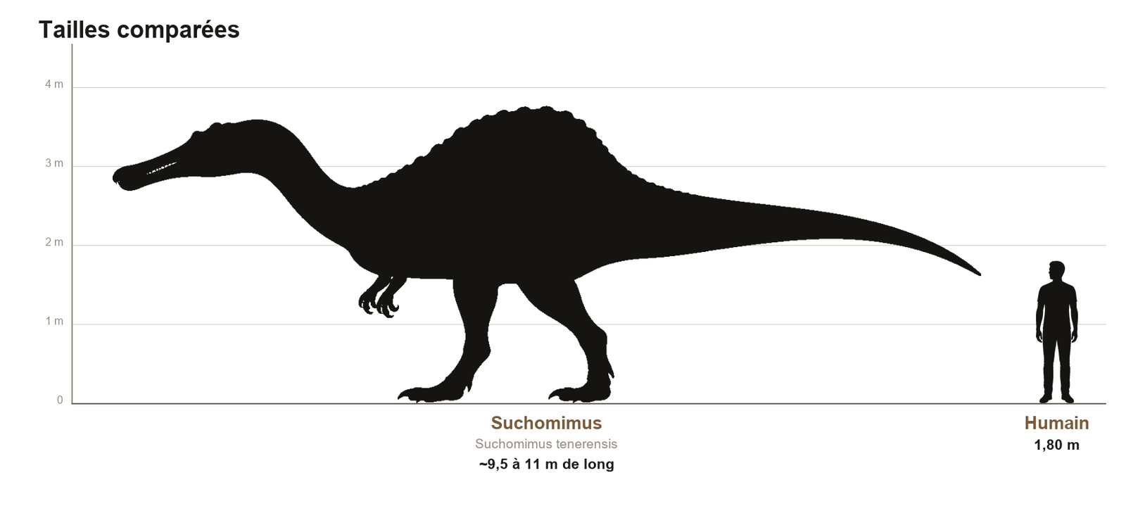 Comparaison de taille entre le Suchomimus, théropode d'environ 11 mètres de long, et un humain de 1,80 m, sur une échelle graduée