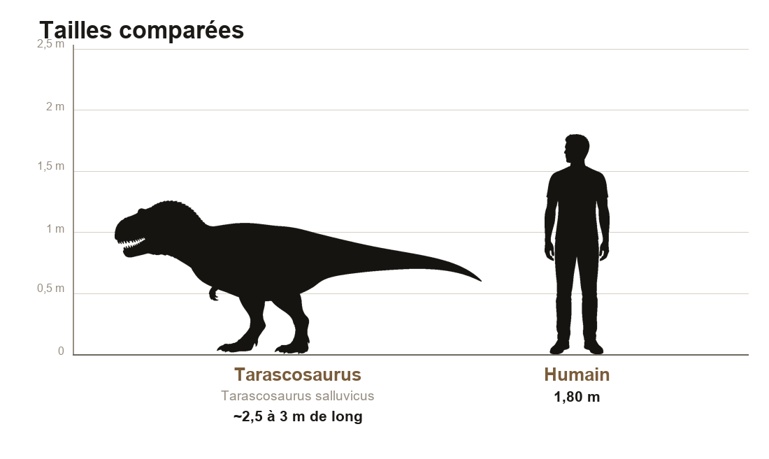 Comparaison de taille entre le Tarascosaurus, théropode d'environ 3 mètres de long, et un humain de 1,80 m, à la même échelle