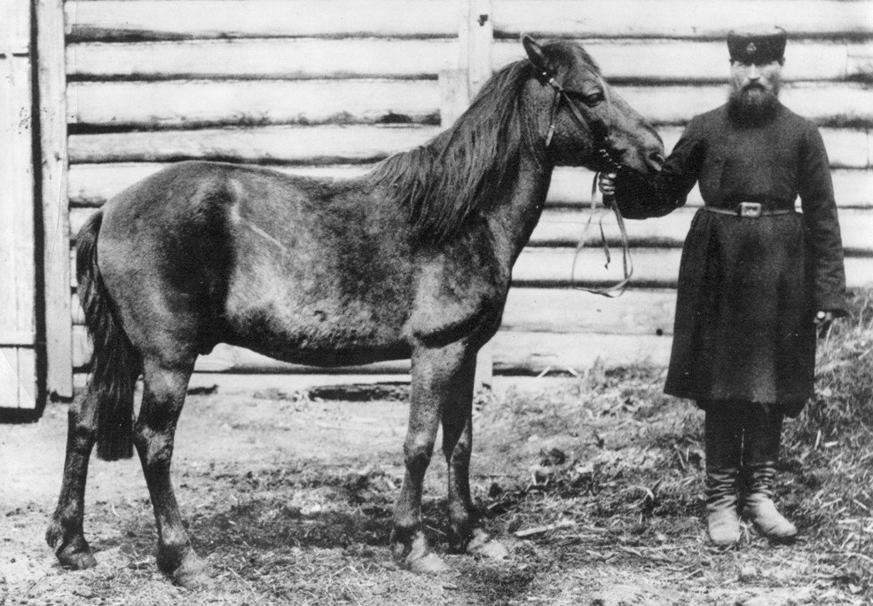 Photographie ancienne de 1884 d'un tarpan tenu par un homme devant une cabane en rondins : un petit cheval gris sombre à la crinière courte, de la taille d'un poney