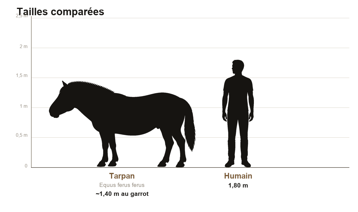Comparaison de taille entre le tarpan, petit cheval d'environ 1,40 m au garrot, et un humain de 1,80 m, sur une échelle graduée