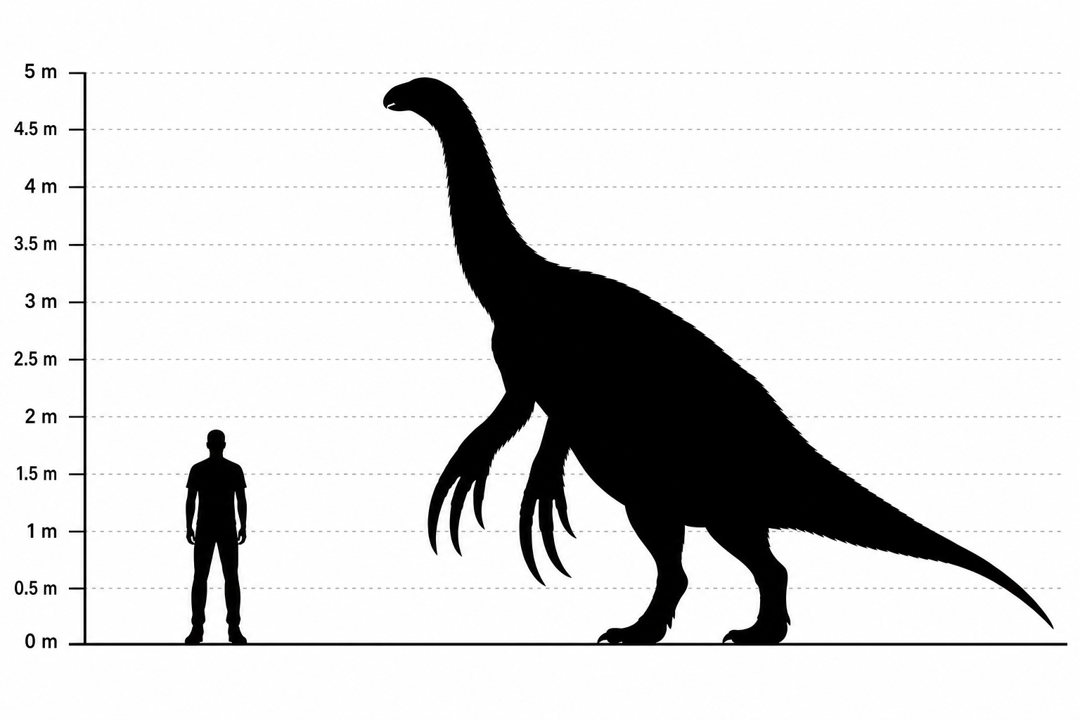 Comparaison de tailles entre un Therizinosaurus dressé d'environ 4,5 mètres de haut et un être humain de 1,80 mètre, à la même échelle