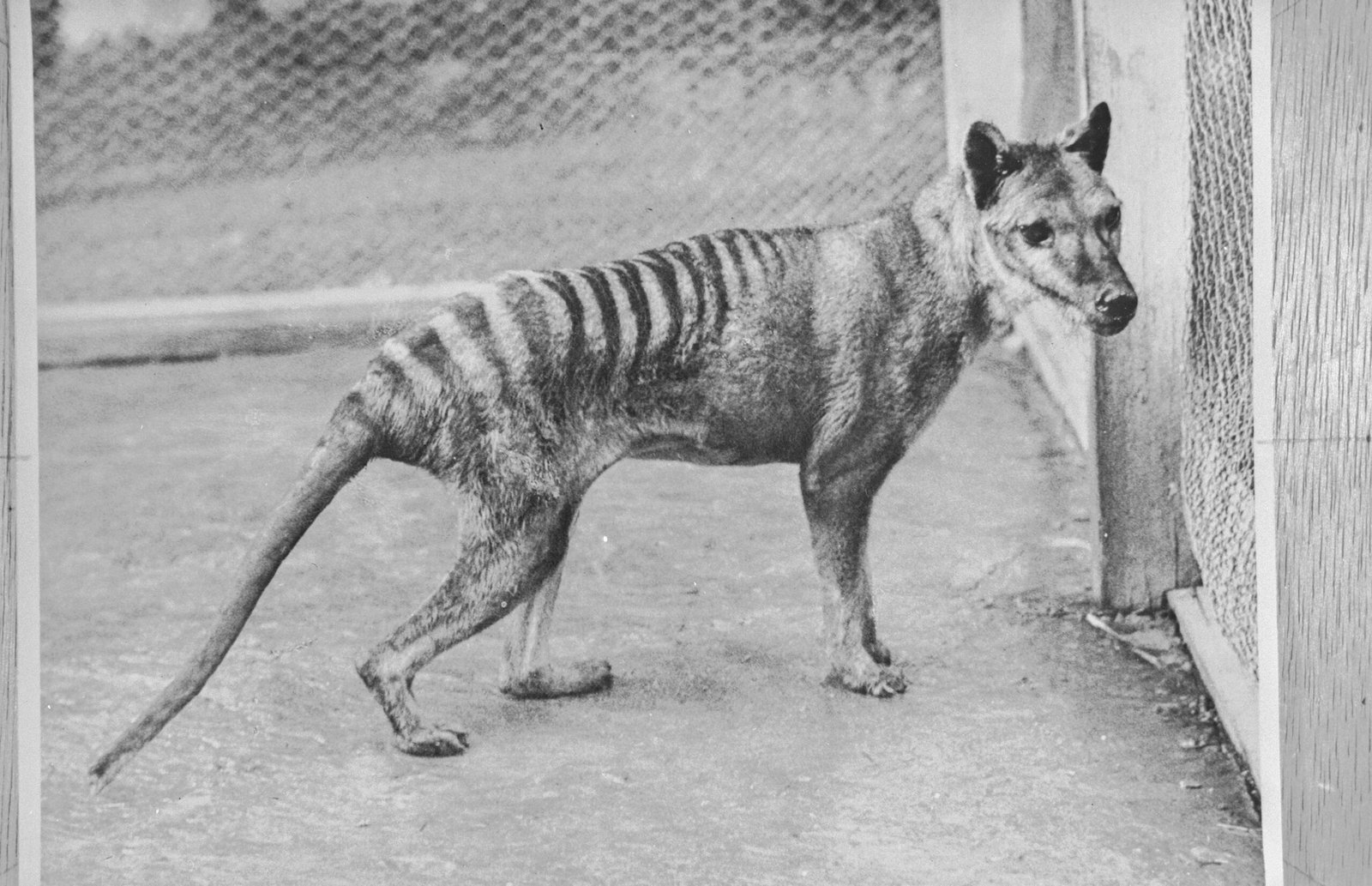 Photographie d'archive en noir et blanc du dernier thylacine connu dans son enclos au zoo de Beaumaris, à Hobart, en 1936