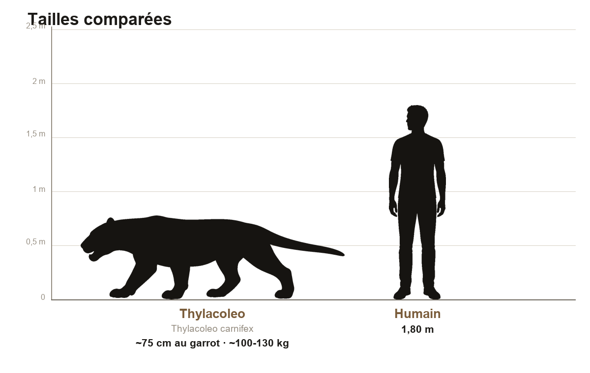 Comparaison de taille entre le Thylacoleo, prédateur marsupial d'environ 75 centimètres au garrot et 1,5 mètre de long, et un humain de 1,80 m, sur une échelle graduée
