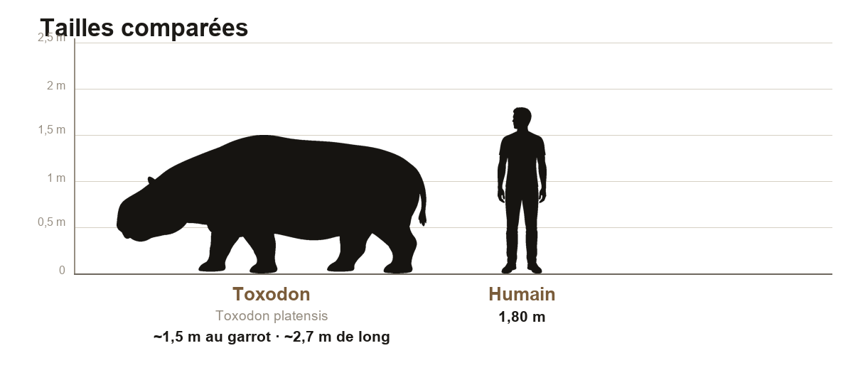 Comparaison de taille entre le Toxodon, mammifère d'environ 1,5 m au garrot, et un humain de 1,80 m, sur une échelle graduée