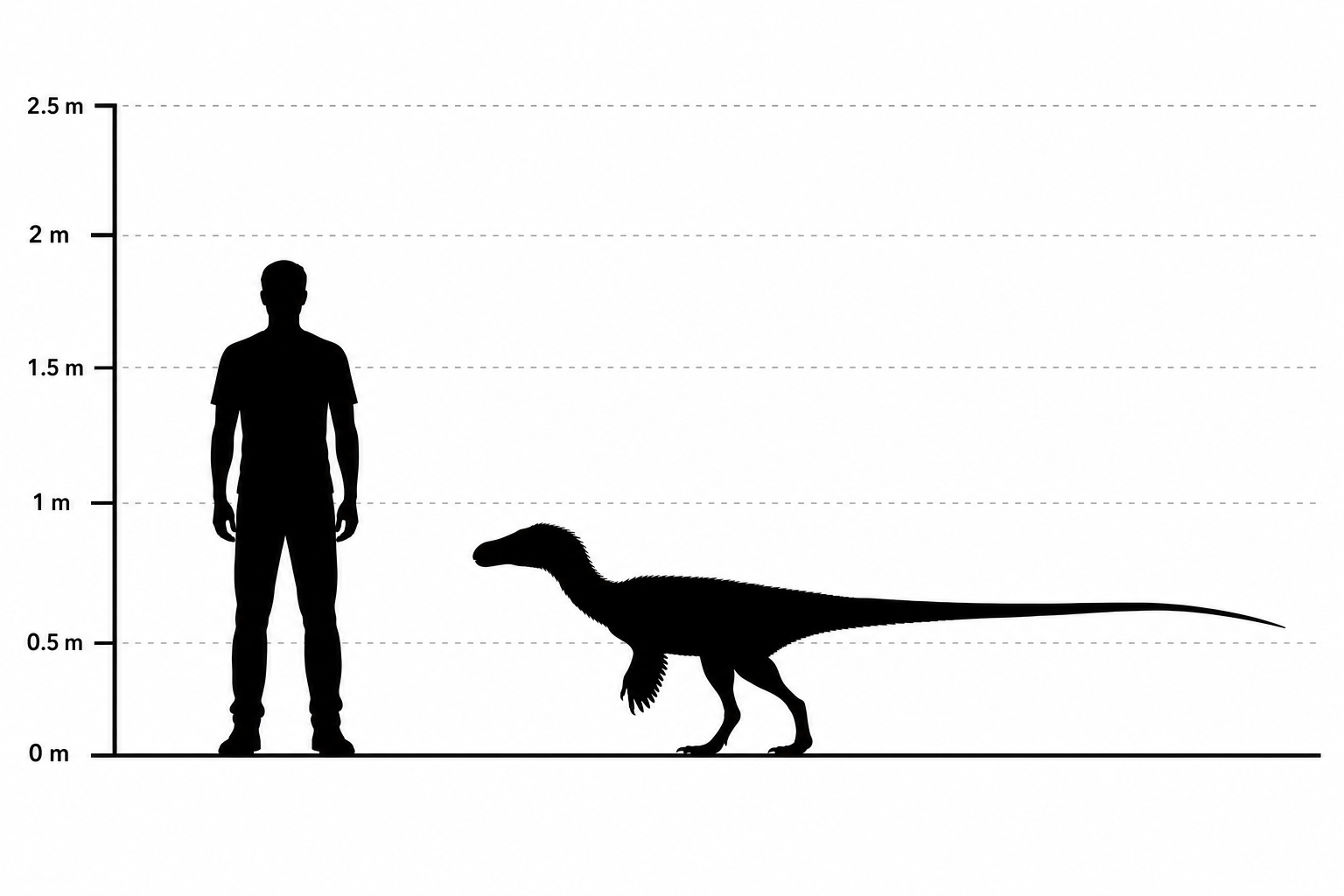 Comparaison de taille entre Troodon (environ 2,4 mètres de long) et un être humain de 1,80 m