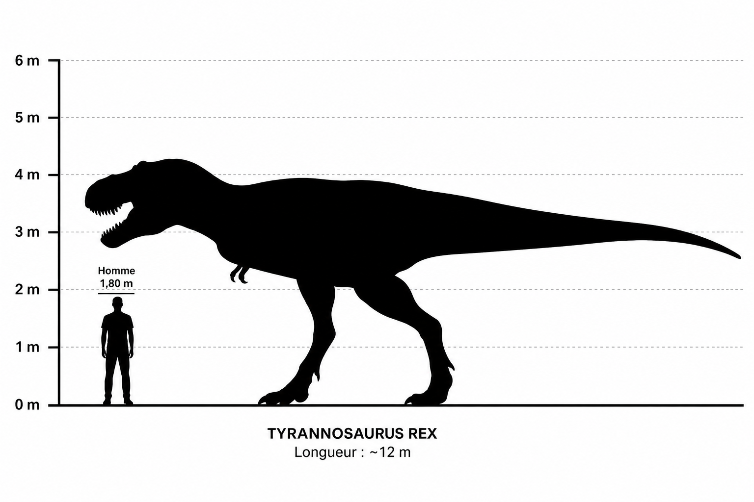 Comparaison de taille entre un Tyrannosaurus rex et un humain de 1,80 m, silhouettes noires à l'échelle