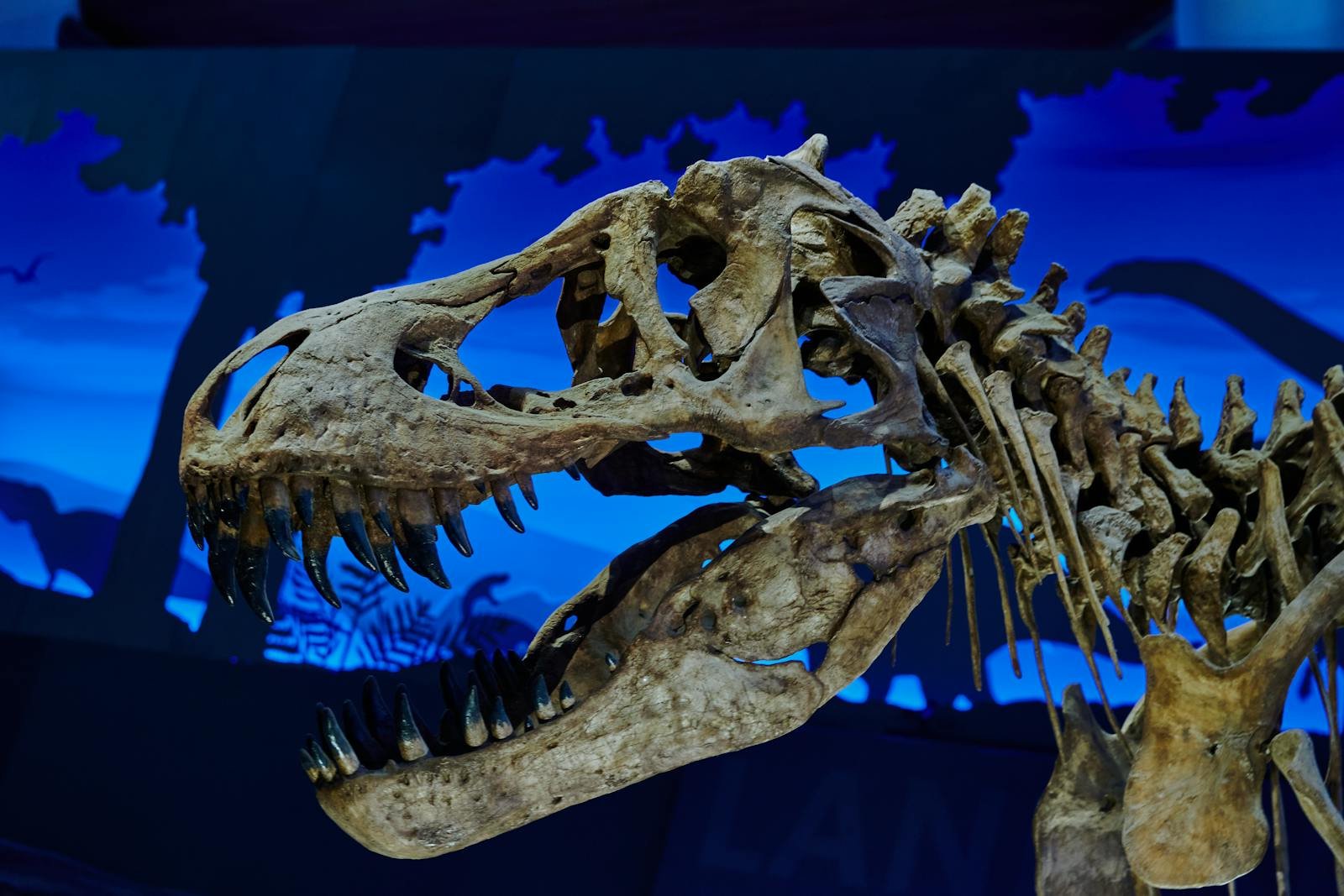 Gros plan du crâne et des dents en forme de bananes d'un Tyrannosaurus rex exposé en musée