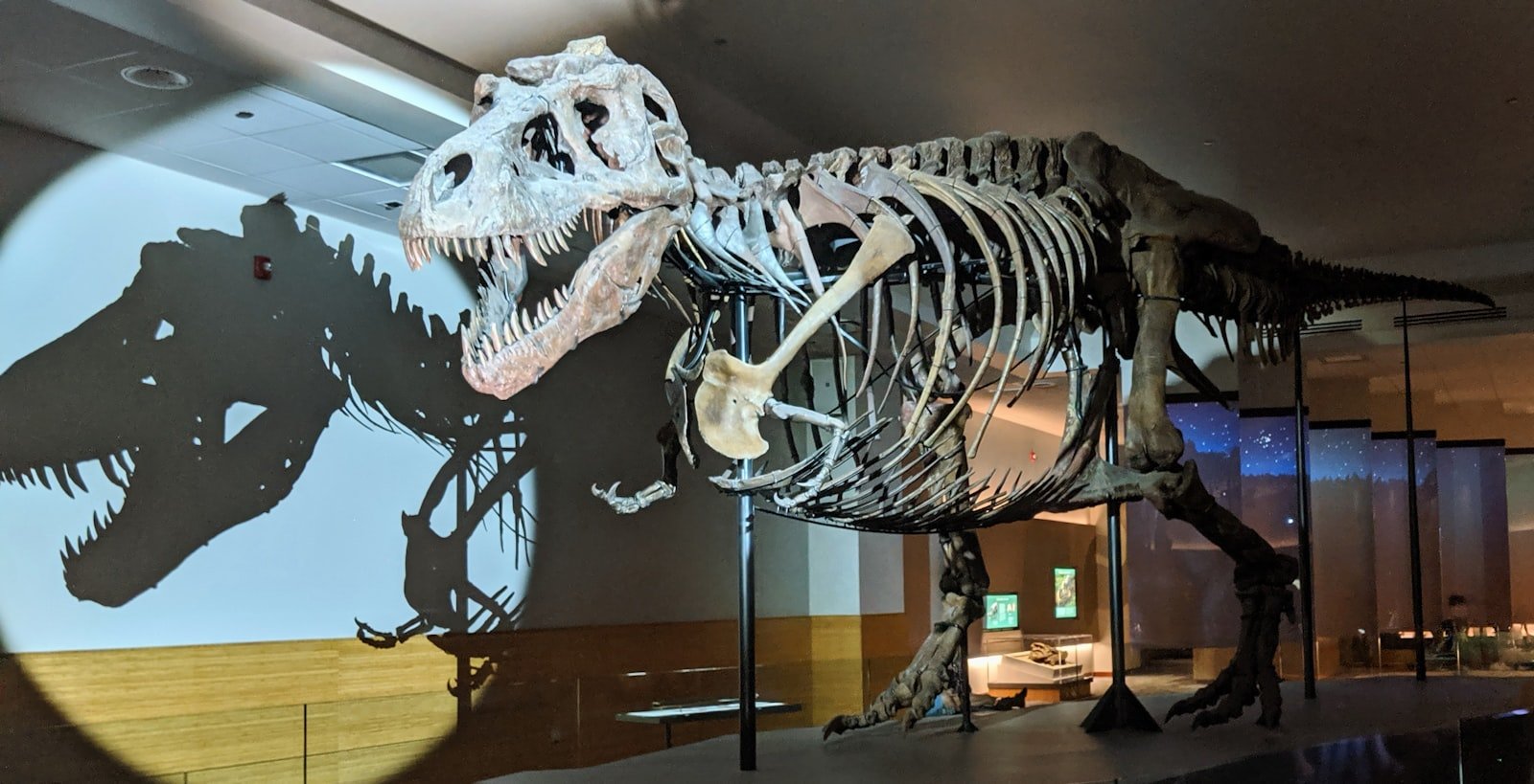 Squelette monté du Tyrannosaurus rex « Sue » au Field Museum de Chicago, projetant son ombre sur le mur